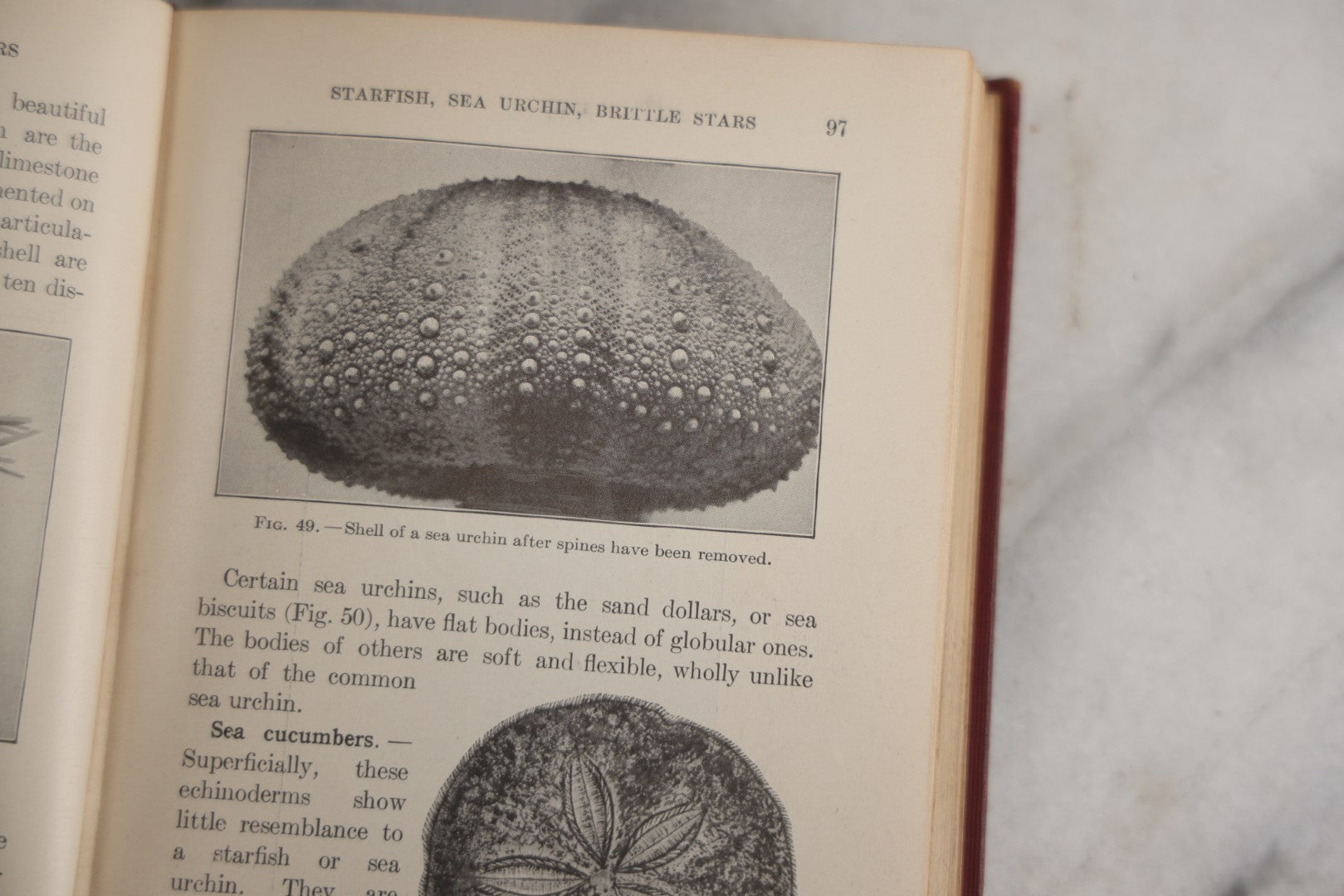 Lot 166 - "A Text-Book In General Zoölogy" Antique Science Book By Glenn W. Herrick, Illustrated With Diagrams And Photographs, Maroon Cloth Boards With Blind-Stamped Title, American Book Company, Publishers, New York, Cincinnati, And Chicago, 1907