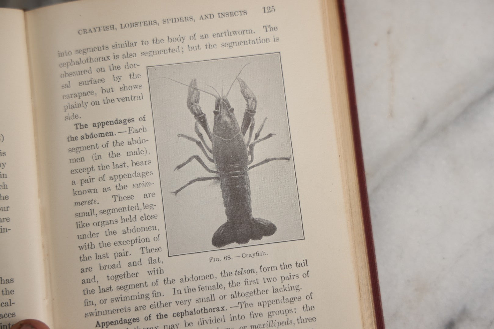 Lot 166 - "A Text-Book In General Zoölogy" Antique Science Book By Glenn W. Herrick, Illustrated With Diagrams And Photographs, Maroon Cloth Boards With Blind-Stamped Title, American Book Company, Publishers, New York, Cincinnati, And Chicago, 1907