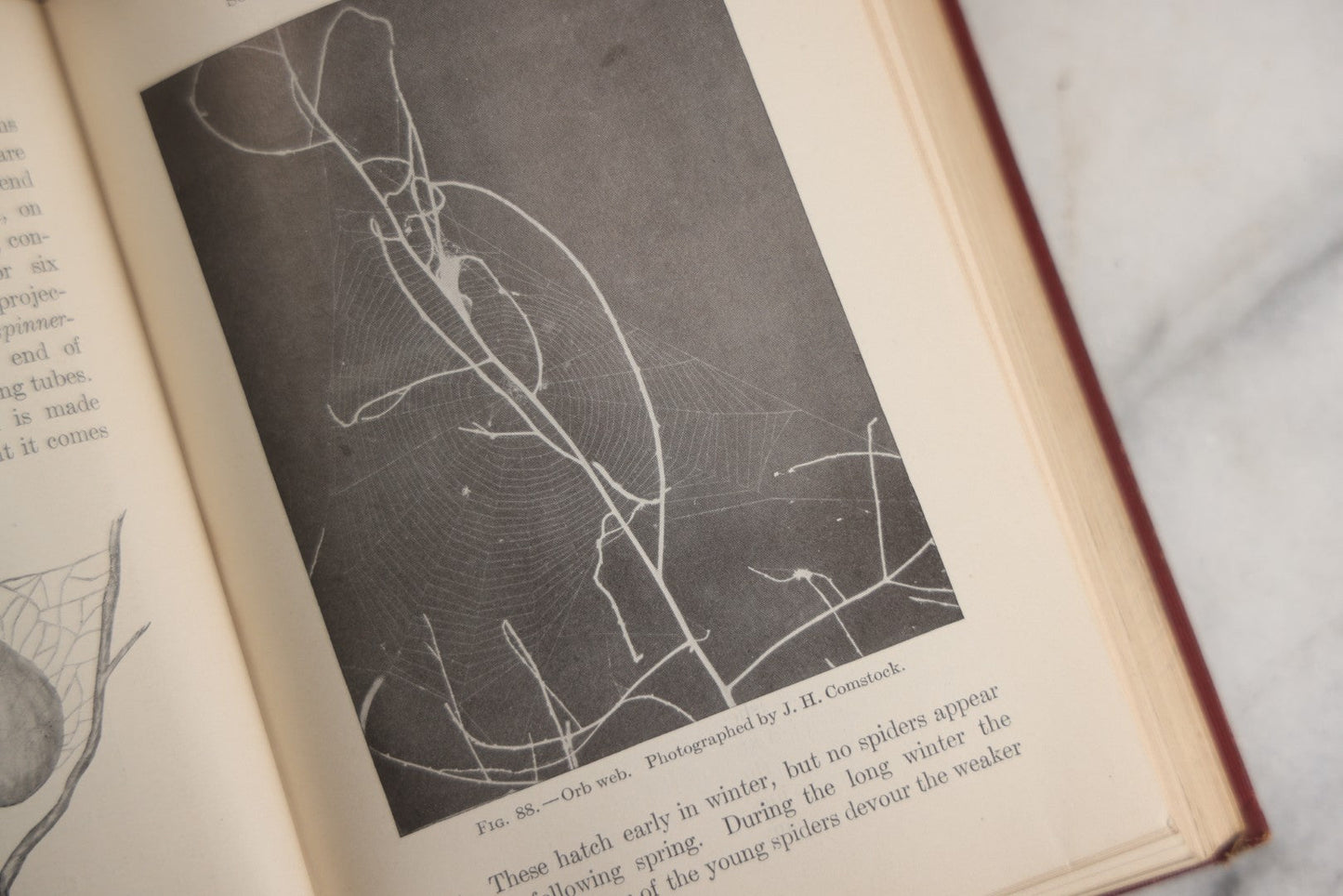 Lot 166 - "A Text-Book In General Zoölogy" Antique Science Book By Glenn W. Herrick, Illustrated With Diagrams And Photographs, Maroon Cloth Boards With Blind-Stamped Title, American Book Company, Publishers, New York, Cincinnati, And Chicago, 1907