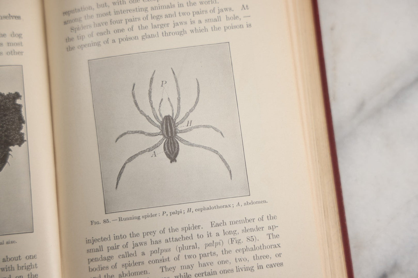 Lot 166 - "A Text-Book In General Zoölogy" Antique Science Book By Glenn W. Herrick, Illustrated With Diagrams And Photographs, Maroon Cloth Boards With Blind-Stamped Title, American Book Company, Publishers, New York, Cincinnati, And Chicago, 1907