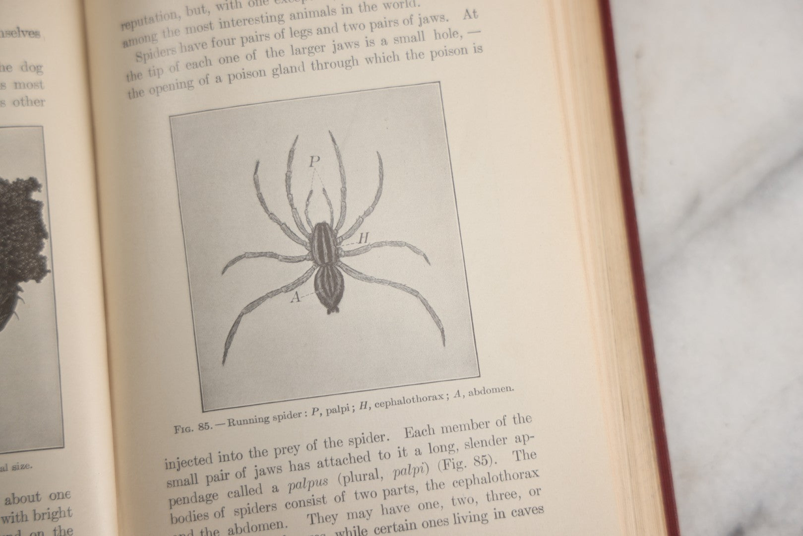 Lot 166 - "A Text-Book In General Zoölogy" Antique Science Book By Glenn W. Herrick, Illustrated With Diagrams And Photographs, Maroon Cloth Boards With Blind-Stamped Title, American Book Company, Publishers, New York, Cincinnati, And Chicago, 1907