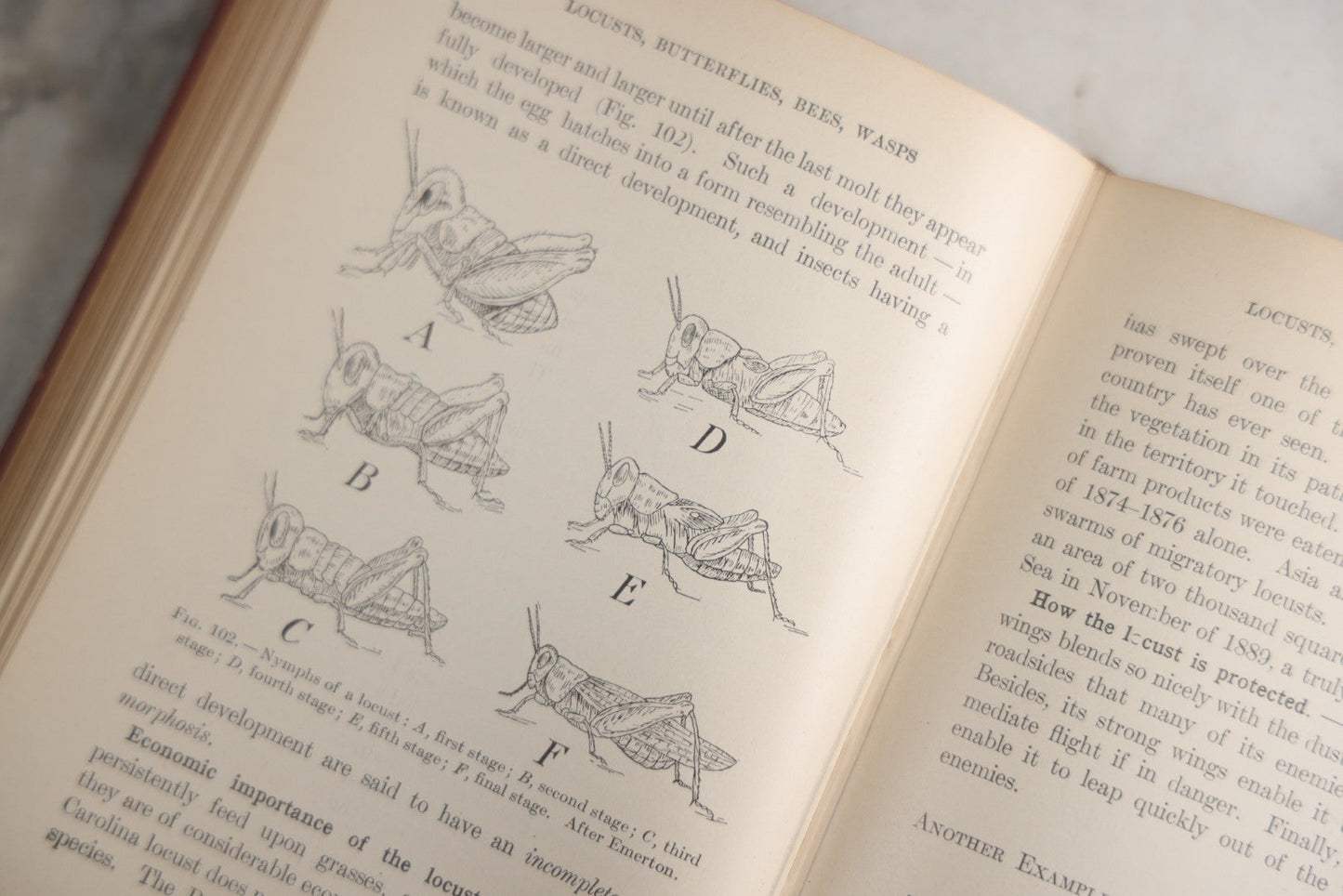 Lot 166 - "A Text-Book In General Zoölogy" Antique Science Book By Glenn W. Herrick, Illustrated With Diagrams And Photographs, Maroon Cloth Boards With Blind-Stamped Title, American Book Company, Publishers, New York, Cincinnati, And Chicago, 1907