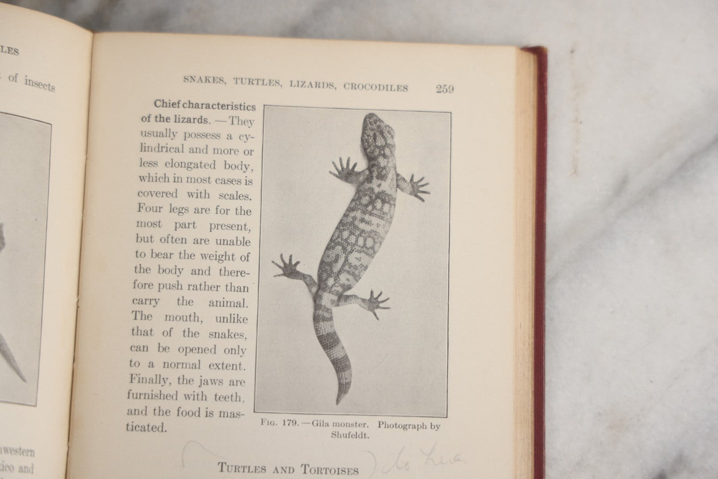 Lot 166 - "A Text-Book In General Zoölogy" Antique Science Book By Glenn W. Herrick, Illustrated With Diagrams And Photographs, Maroon Cloth Boards With Blind-Stamped Title, American Book Company, Publishers, New York, Cincinnati, And Chicago, 1907