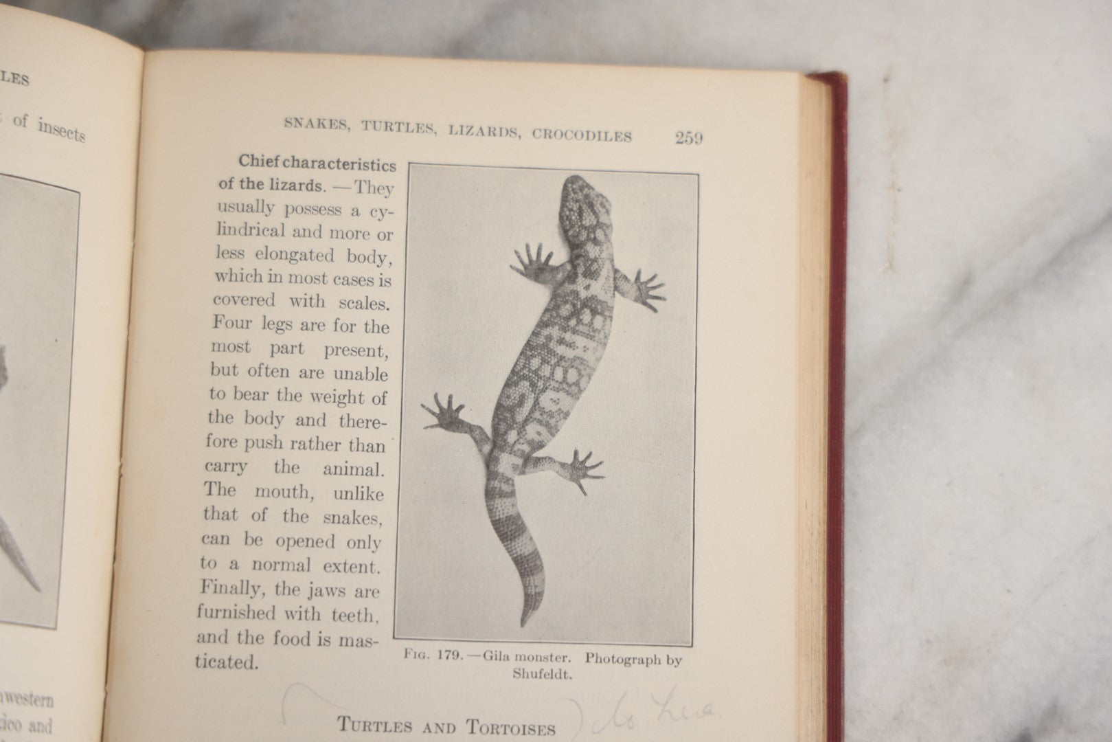 Lot 166 - "A Text-Book In General Zoölogy" Antique Science Book By Glenn W. Herrick, Illustrated With Diagrams And Photographs, Maroon Cloth Boards With Blind-Stamped Title, American Book Company, Publishers, New York, Cincinnati, And Chicago, 1907