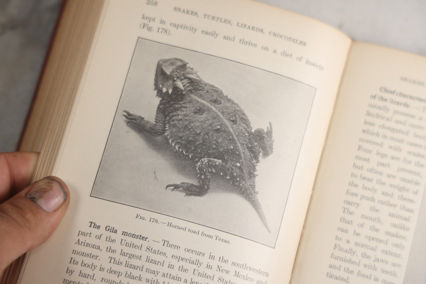 Lot 166 - "A Text-Book In General Zoölogy" Antique Science Book By Glenn W. Herrick, Illustrated With Diagrams And Photographs, Maroon Cloth Boards With Blind-Stamped Title, American Book Company, Publishers, New York, Cincinnati, And Chicago, 1907
