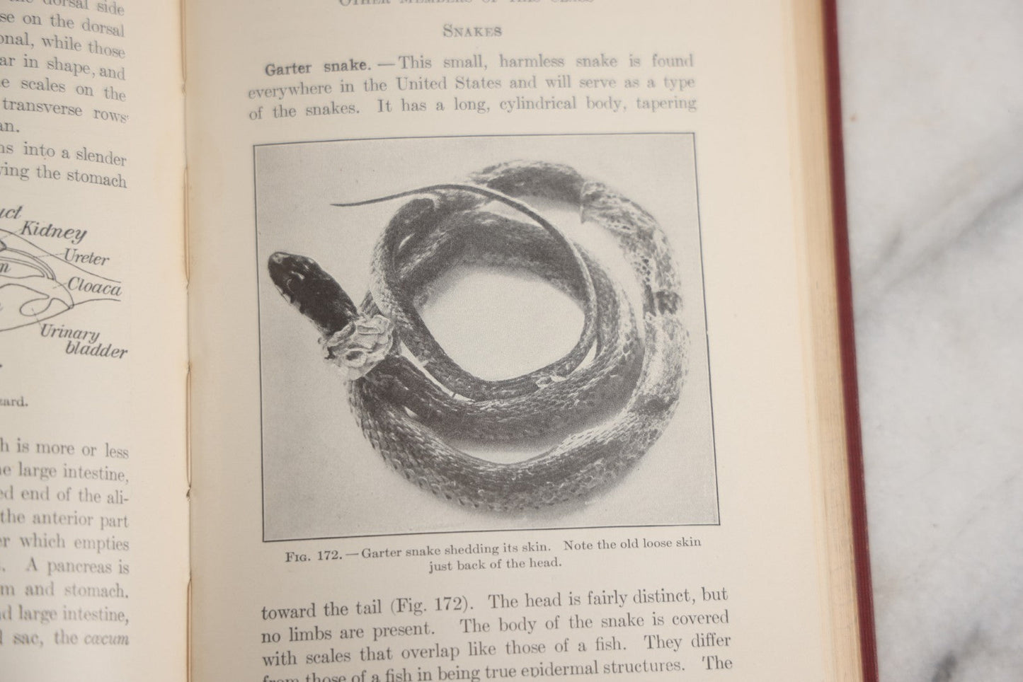Lot 166 - "A Text-Book In General Zoölogy" Antique Science Book By Glenn W. Herrick, Illustrated With Diagrams And Photographs, Maroon Cloth Boards With Blind-Stamped Title, American Book Company, Publishers, New York, Cincinnati, And Chicago, 1907