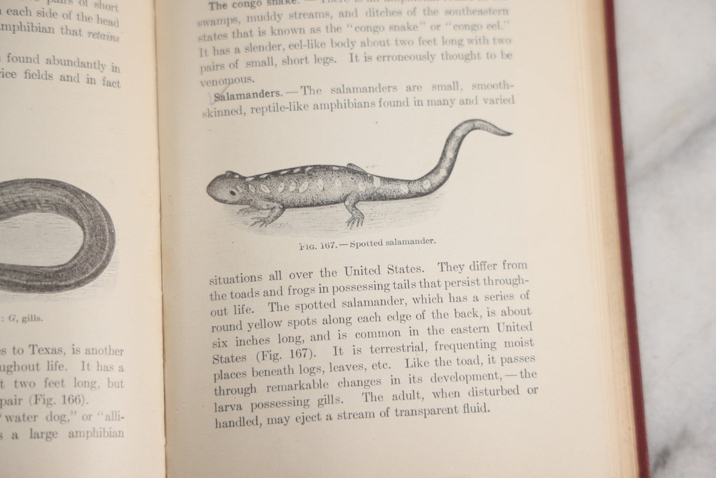 Lot 166 - "A Text-Book In General Zoölogy" Antique Science Book By Glenn W. Herrick, Illustrated With Diagrams And Photographs, Maroon Cloth Boards With Blind-Stamped Title, American Book Company, Publishers, New York, Cincinnati, And Chicago, 1907