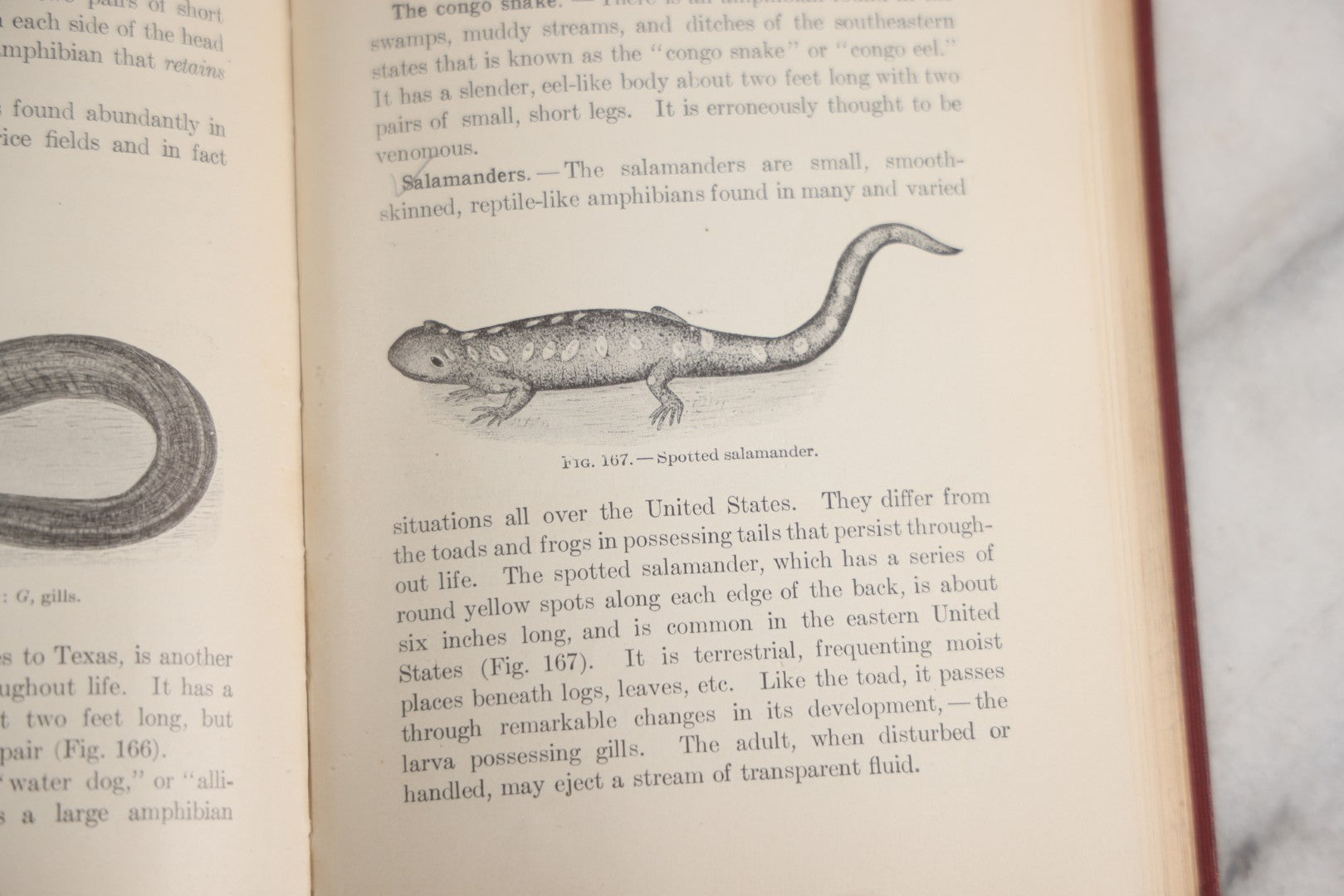 Lot 166 - "A Text-Book In General Zoölogy" Antique Science Book By Glenn W. Herrick, Illustrated With Diagrams And Photographs, Maroon Cloth Boards With Blind-Stamped Title, American Book Company, Publishers, New York, Cincinnati, And Chicago, 1907