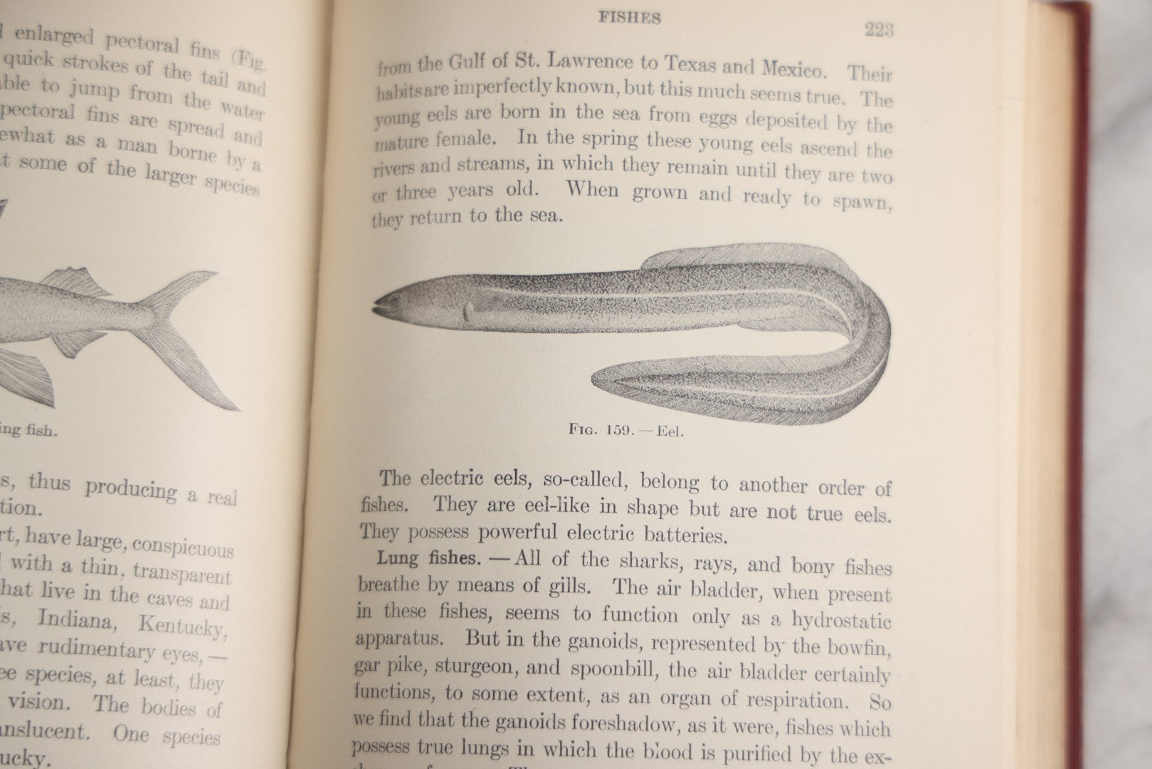 Lot 166 - "A Text-Book In General Zoölogy" Antique Science Book By Glenn W. Herrick, Illustrated With Diagrams And Photographs, Maroon Cloth Boards With Blind-Stamped Title, American Book Company, Publishers, New York, Cincinnati, And Chicago, 1907