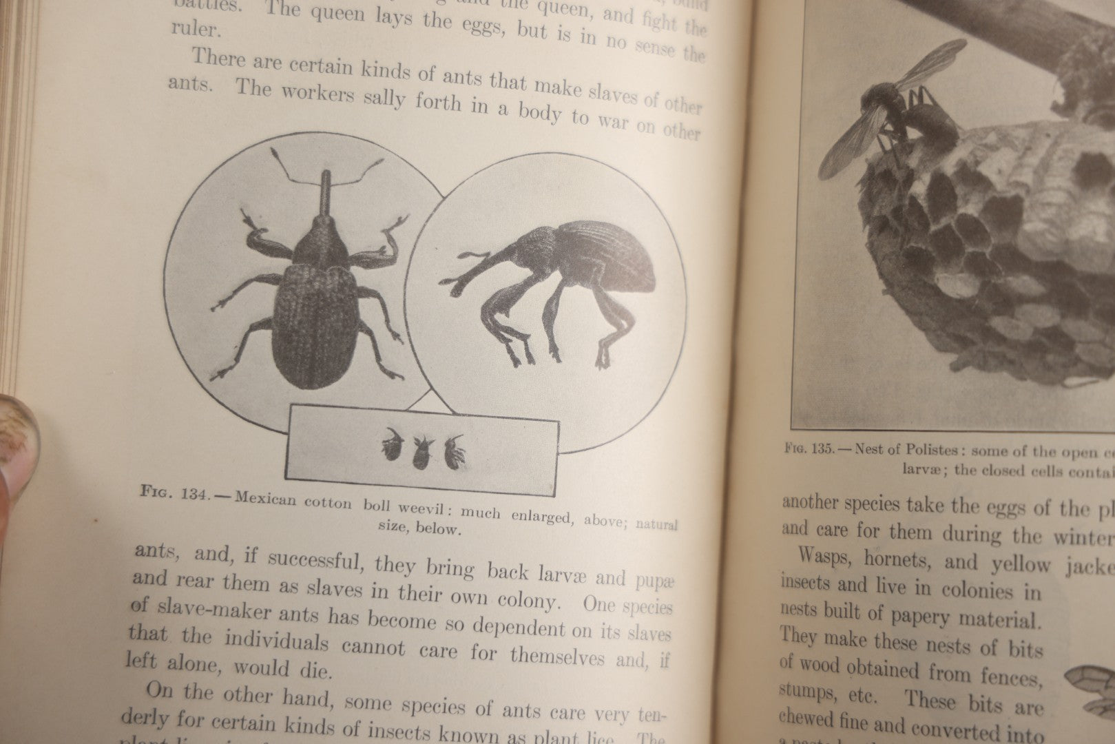 Lot 166 - "A Text-Book In General Zoölogy" Antique Science Book By Glenn W. Herrick, Illustrated With Diagrams And Photographs, Maroon Cloth Boards With Blind-Stamped Title, American Book Company, Publishers, New York, Cincinnati, And Chicago, 1907