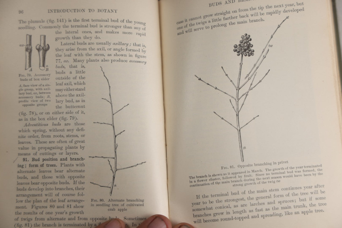 Lot 169 - "Introduction To Botany" Antique Botany Textbook By Joseph Y. Bergen And Otis W. Caldwell, Illustrated, Green Cloth Boards With Gilt Spine Titles, Ginn And Company, Publishers, Boston · New York · Chicago · London, 1914