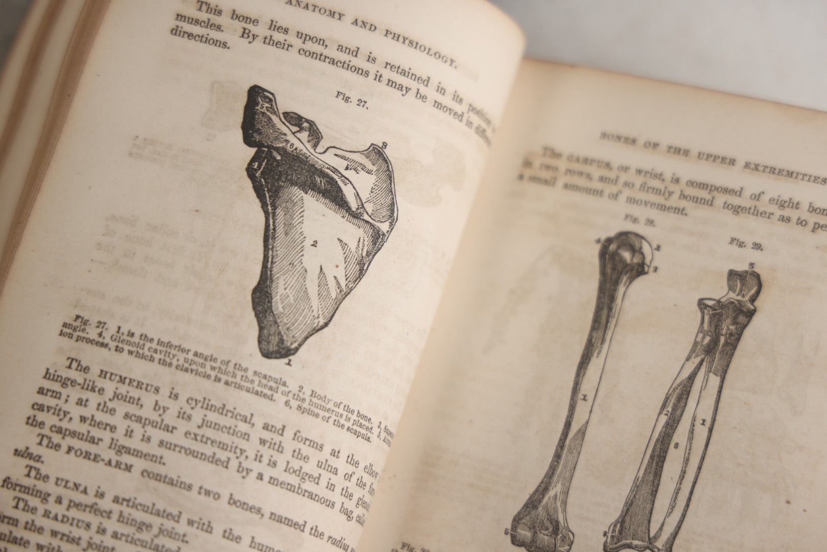 Lot 171 - "Anatomy And Physiology: Designed For Academies And Families" Antique Medical Book By Calvin Cutter, M.D., Sixth Stereotype Edition, Illustrated With Over 200 Engravings, Benjamin B. Mussey & Co., Publishers, Boston, 1847, Note Missing Covers