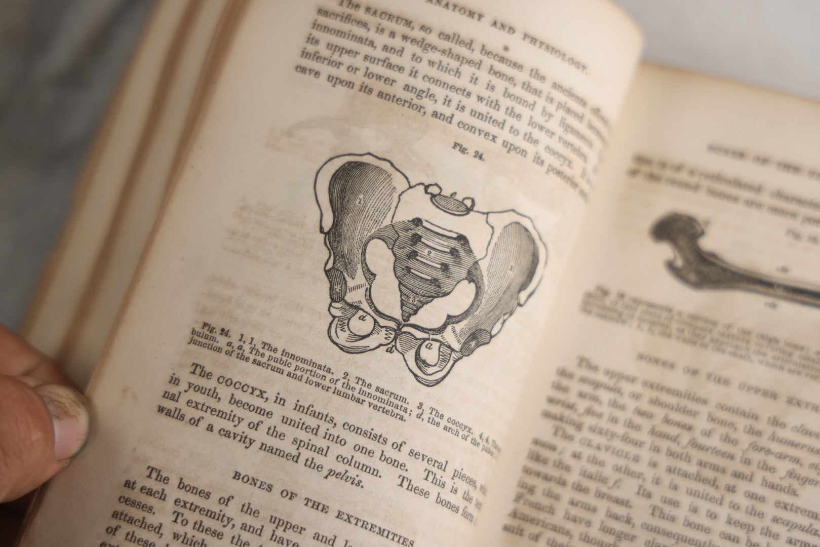 Lot 171 - "Anatomy And Physiology: Designed For Academies And Families" Antique Medical Book By Calvin Cutter, M.D., Sixth Stereotype Edition, Illustrated With Over 200 Engravings, Benjamin B. Mussey & Co., Publishers, Boston, 1847, Note Missing Covers