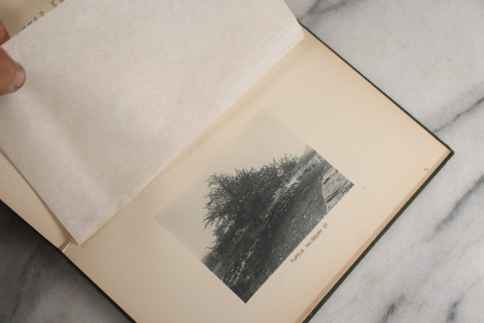 Lot 179 - "Trees Of Worcester" Antique Local Botanical Reference Book By Arabella H. Tucker, With Photographs By Juliet Porter, Gilt-Stamped Green Cloth Boards With Decorative Tree Motif, Putnam, Davis & Co., Publishers, Worcester, Massachusetts, 1894