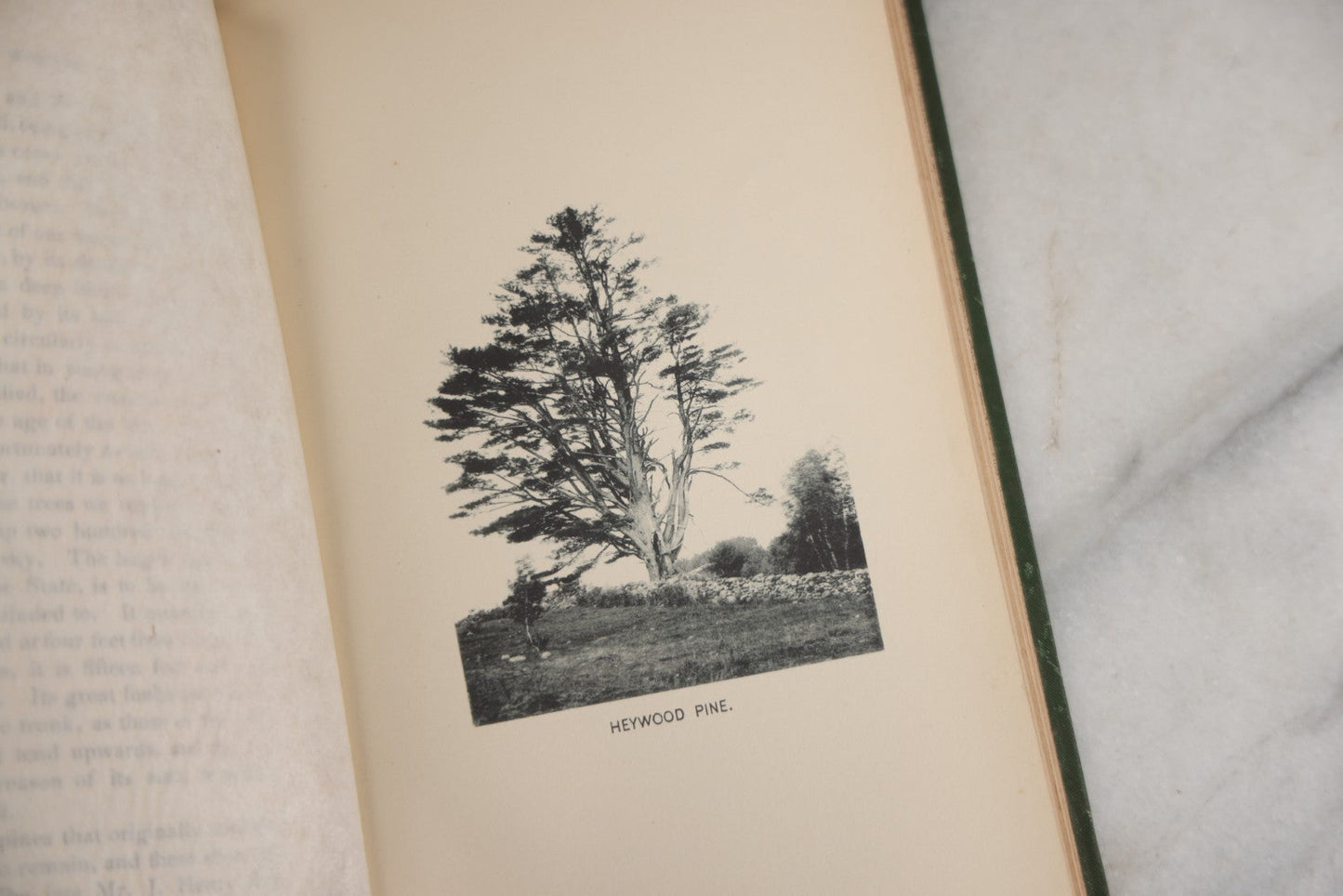 Lot 179 - "Trees Of Worcester" Antique Local Botanical Reference Book By Arabella H. Tucker, With Photographs By Juliet Porter, Gilt-Stamped Green Cloth Boards With Decorative Tree Motif, Putnam, Davis & Co., Publishers, Worcester, Massachusetts, 1894