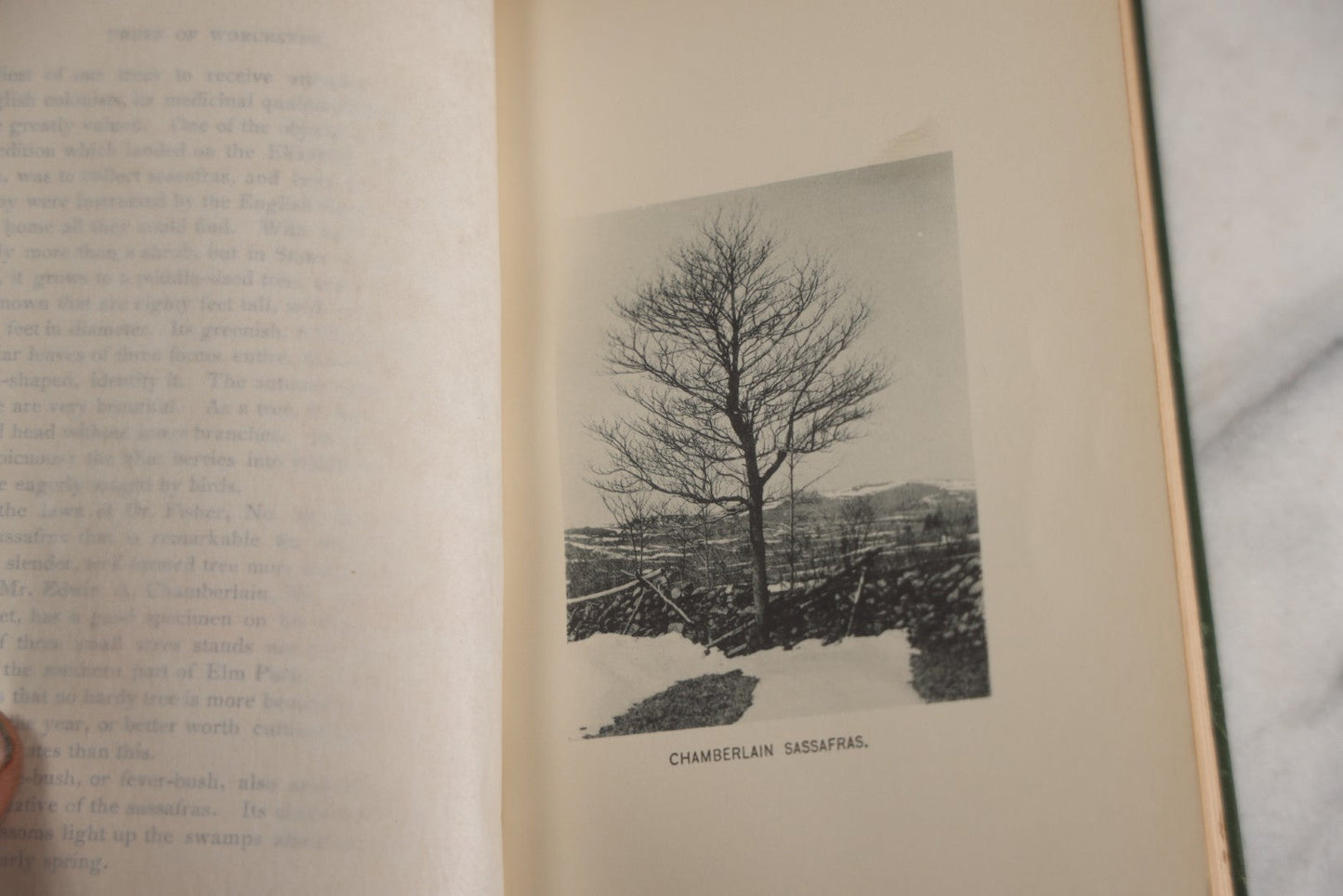 Lot 179 - "Trees Of Worcester" Antique Local Botanical Reference Book By Arabella H. Tucker, With Photographs By Juliet Porter, Gilt-Stamped Green Cloth Boards With Decorative Tree Motif, Putnam, Davis & Co., Publishers, Worcester, Massachusetts, 1894
