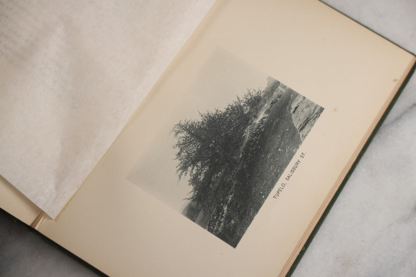 Lot 179 - "Trees Of Worcester" Antique Local Botanical Reference Book By Arabella H. Tucker, With Photographs By Juliet Porter, Gilt-Stamped Green Cloth Boards With Decorative Tree Motif, Putnam, Davis & Co., Publishers, Worcester, Massachusetts, 1894