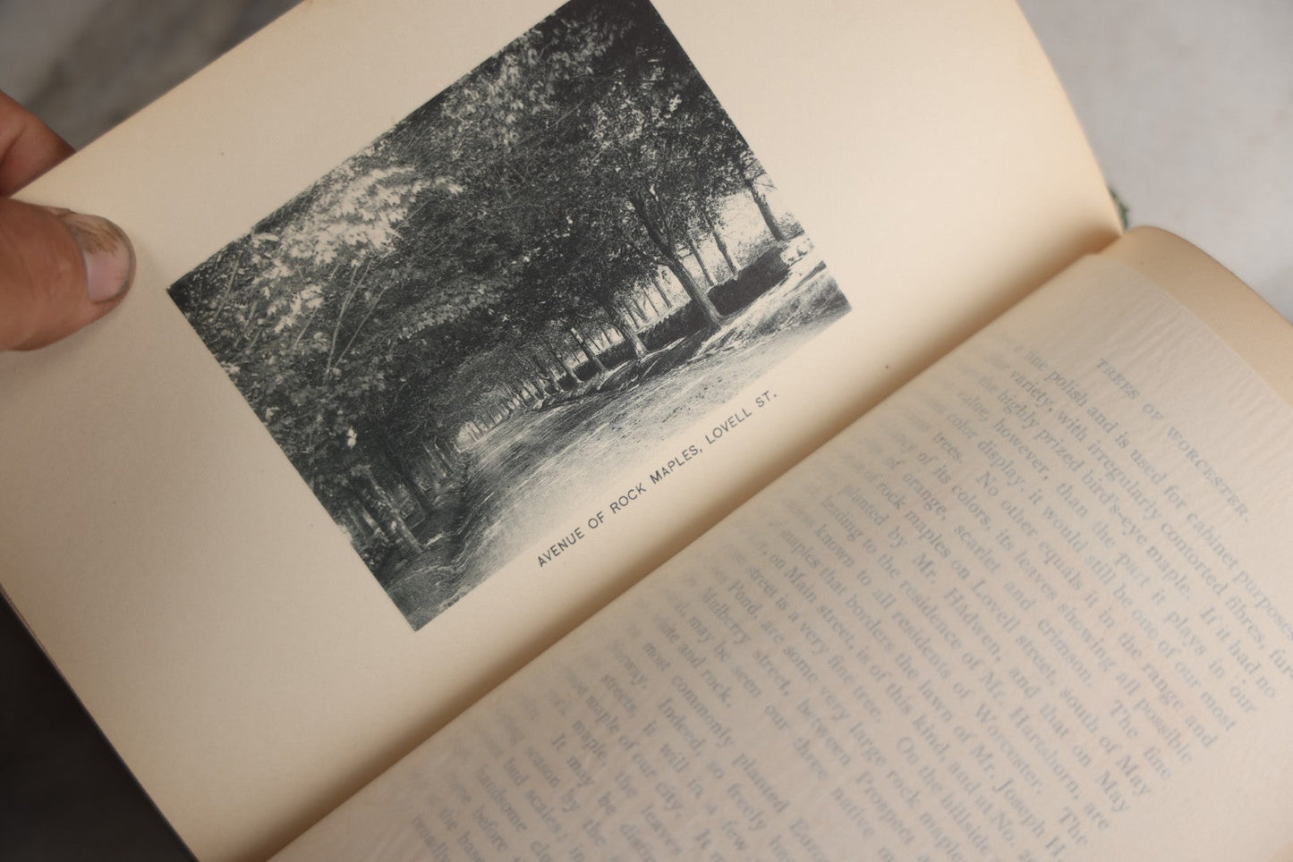 Lot 179 - "Trees Of Worcester" Antique Local Botanical Reference Book By Arabella H. Tucker, With Photographs By Juliet Porter, Gilt-Stamped Green Cloth Boards With Decorative Tree Motif, Putnam, Davis & Co., Publishers, Worcester, Massachusetts, 1894
