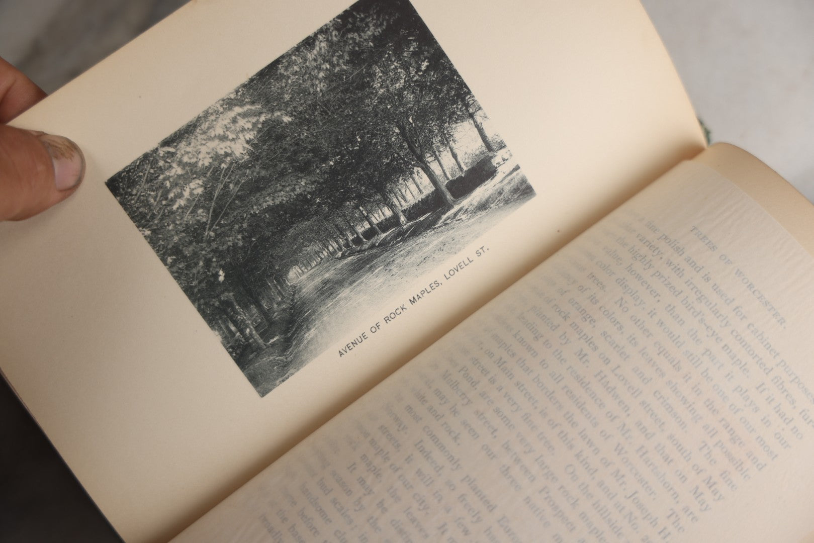 Lot 179 - "Trees Of Worcester" Antique Local Botanical Reference Book By Arabella H. Tucker, With Photographs By Juliet Porter, Gilt-Stamped Green Cloth Boards With Decorative Tree Motif, Putnam, Davis & Co., Publishers, Worcester, Massachusetts, 1894