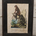 Lot 013 - Antique Hand Colored Natural History Zoological Lithograph Plate Print Depicting Monkeys With German, French, Latin, And Hungarian Text, After Brodtmann, Circa Early 19th Century, In Frame, 12-3/4" x 16-3/4"