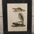 Lot 014 - Antique Hand Colored Natural History Zoological Lithograph Plate Print Depicting  European Otter And Skunk, With German, French, Latin, And Hungarian Text, After Brodtmann, Circa Early 19th Century, In Frame, 12-3/4" x 16-3/4"