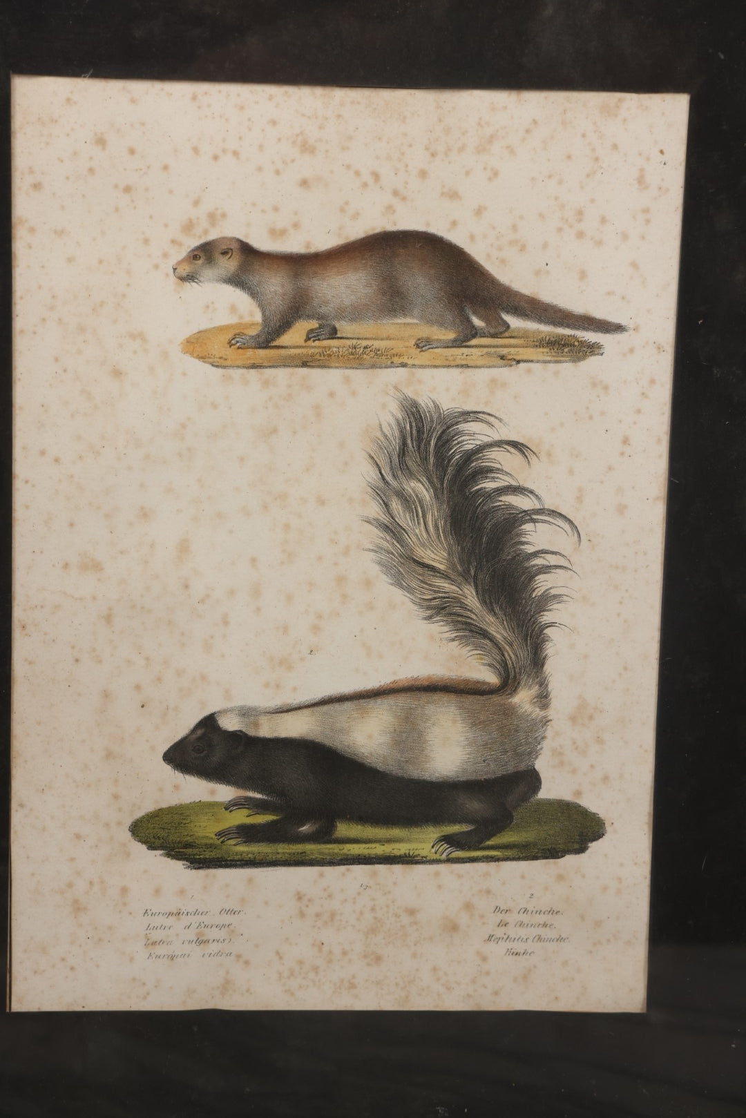 Lot 014 - Antique Hand Colored Natural History Zoological Lithograph Plate Print Depicting  European Otter And Skunk, With German, French, Latin, And Hungarian Text, After Brodtmann, Circa Early 19th Century, In Frame, 12-3/4" x 16-3/4"

