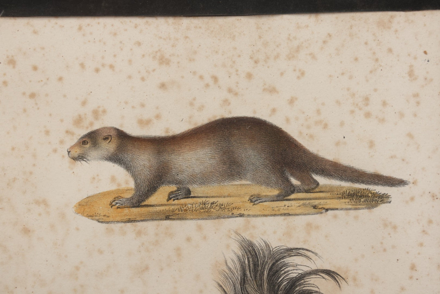 Lot 014 - Antique Hand Colored Natural History Zoological Lithograph Plate Print Depicting  European Otter And Skunk, With German, French, Latin, And Hungarian Text, After Brodtmann, Circa Early 19th Century, In Frame, 12-3/4" x 16-3/4"
