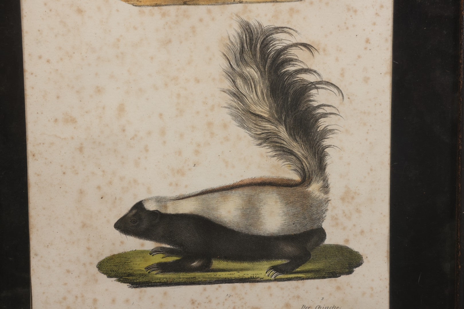 Lot 014 - Antique Hand Colored Natural History Zoological Lithograph Plate Print Depicting  European Otter And Skunk, With German, French, Latin, And Hungarian Text, After Brodtmann, Circa Early 19th Century, In Frame, 12-3/4" x 16-3/4"
