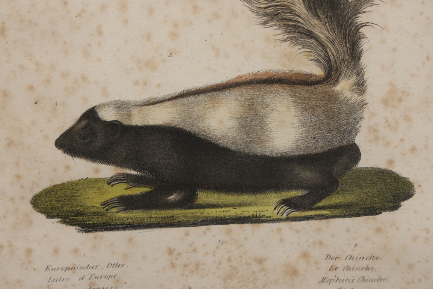 Lot 014 - Antique Hand Colored Natural History Zoological Lithograph Plate Print Depicting  European Otter And Skunk, With German, French, Latin, And Hungarian Text, After Brodtmann, Circa Early 19th Century, In Frame, 12-3/4" x 16-3/4"
