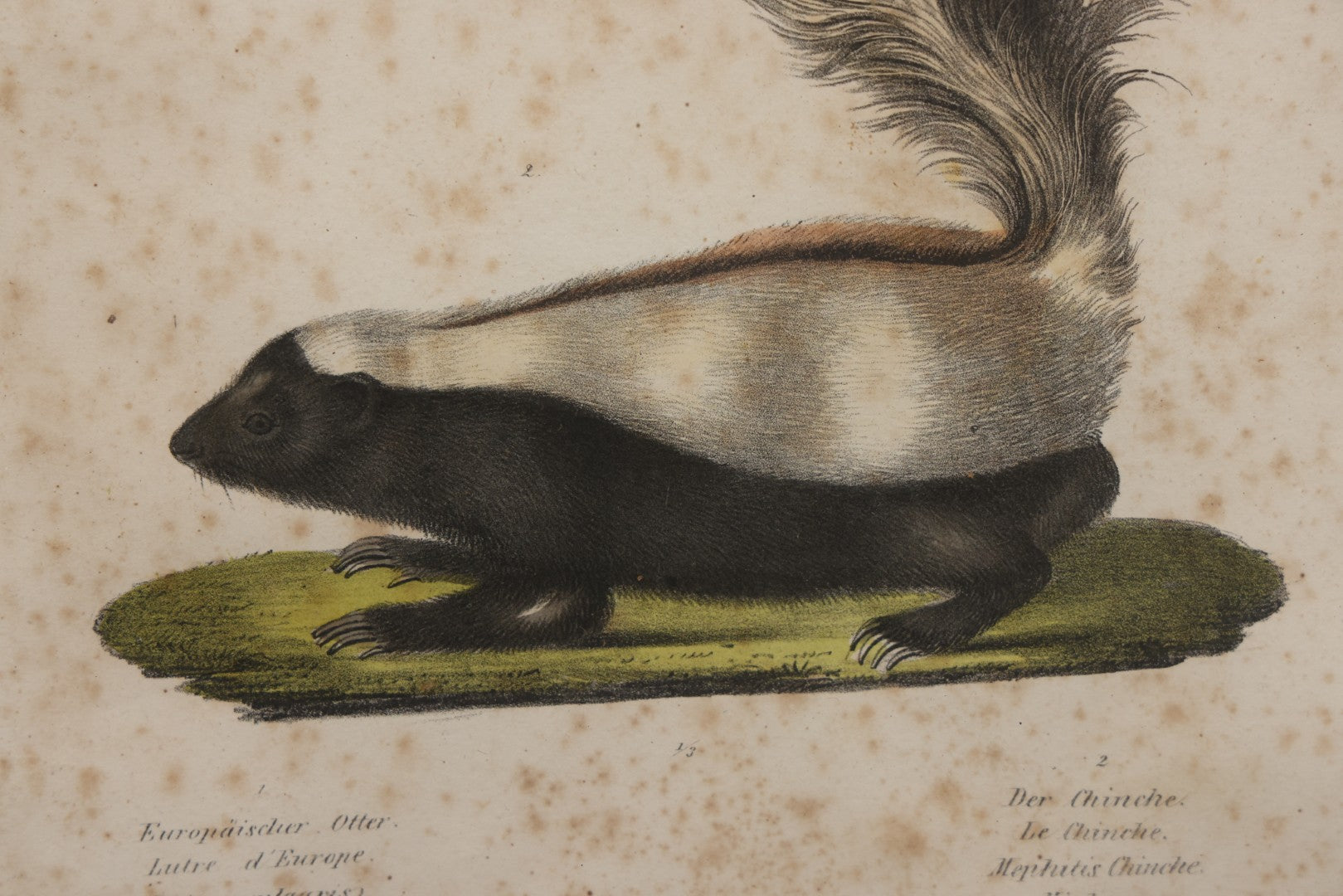Lot 014 - Antique Hand Colored Natural History Zoological Lithograph Plate Print Depicting  European Otter And Skunk, With German, French, Latin, And Hungarian Text, After Brodtmann, Circa Early 19th Century, In Frame, 12-3/4" x 16-3/4"
