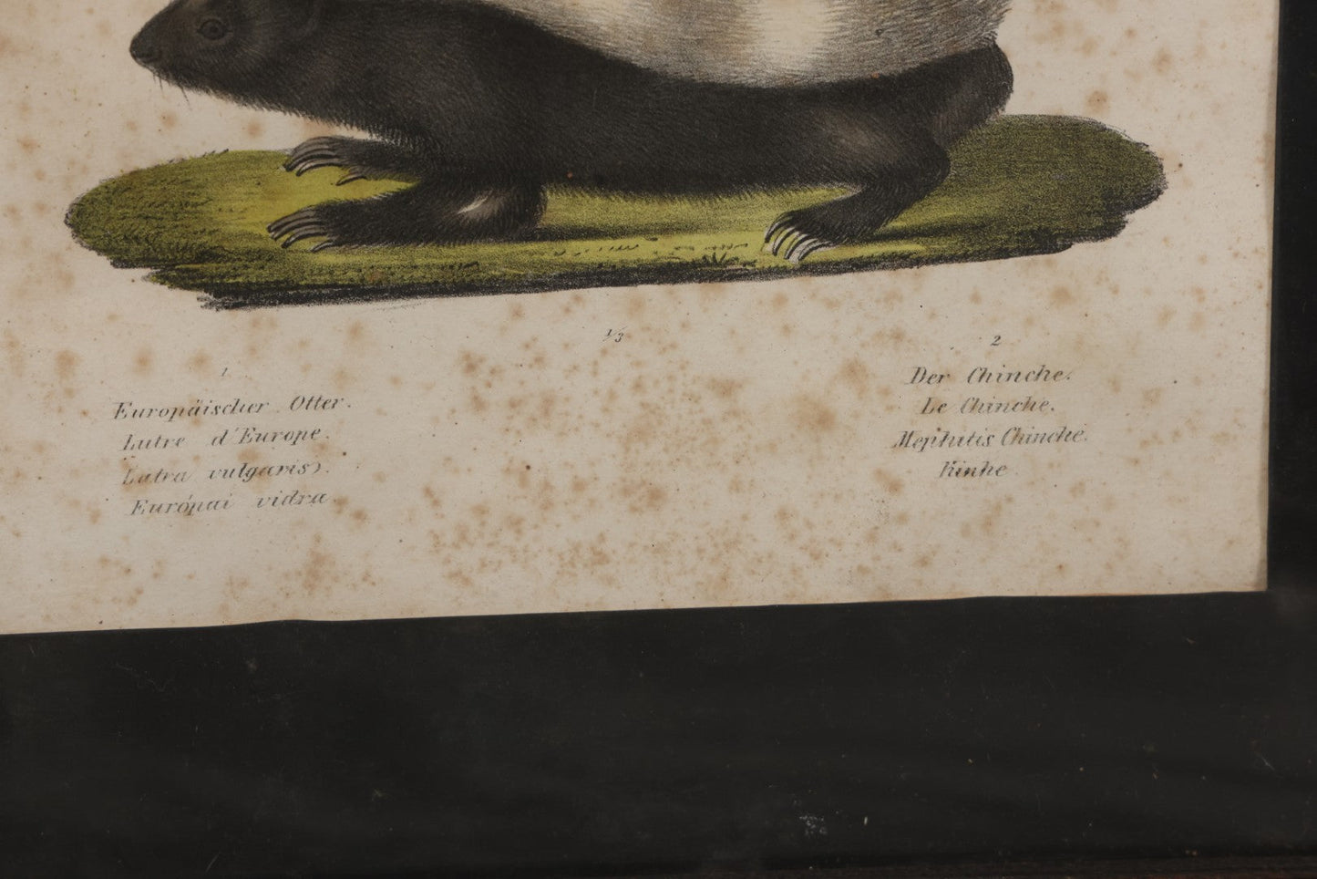 Lot 014 - Antique Hand Colored Natural History Zoological Lithograph Plate Print Depicting  European Otter And Skunk, With German, French, Latin, And Hungarian Text, After Brodtmann, Circa Early 19th Century, In Frame, 12-3/4" x 16-3/4"
