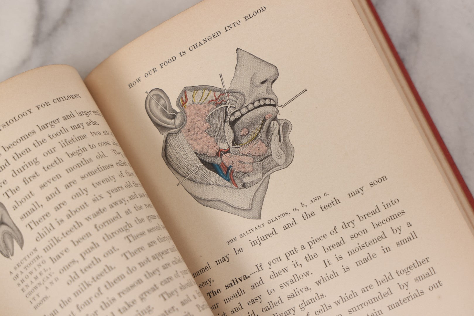Lot 057 - "Physiology And Hygiene" For Children, Antique Book By Robert Eadie And Andrew Eadie, M.D., Published By Charles Scribner's Sons, New York, 1909