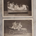 Lot 083 - Pair Of Antique Postcards Of Anthropomorphic Kittens, Including Cats Snuggling In Bed And Driving Automobile, "You Auto Be With Us," Both Postmarked 1912