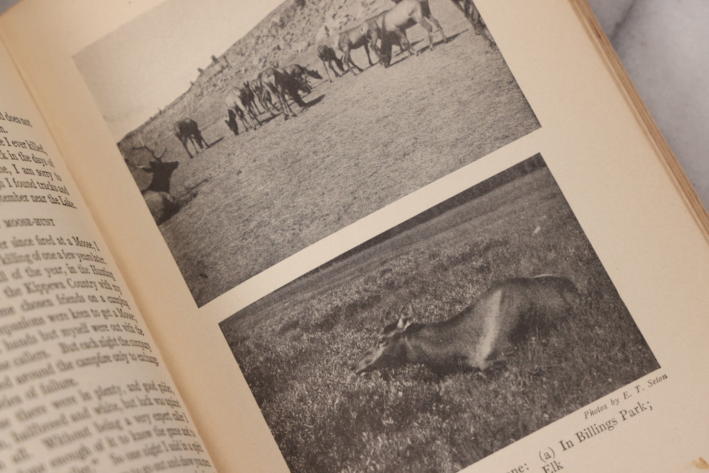 Lot 141 - "Wild Animals At Home" Antique Book By Ernest Thompson Seton, Published By Grosset & Dunlap, New York, Copyright 1913, Illustrated With Over 150 Sketches And Photographs By The Author