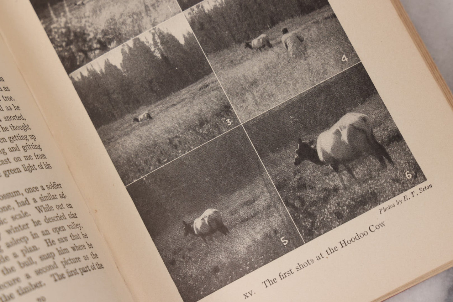 Lot 141 - "Wild Animals At Home" Antique Book By Ernest Thompson Seton, Published By Grosset & Dunlap, New York, Copyright 1913, Illustrated With Over 150 Sketches And Photographs By The Author