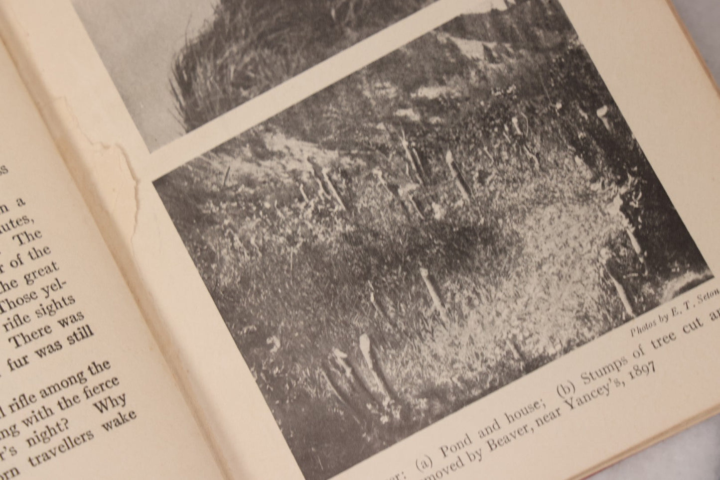 Lot 141 - "Wild Animals At Home" Antique Book By Ernest Thompson Seton, Published By Grosset & Dunlap, New York, Copyright 1913, Illustrated With Over 150 Sketches And Photographs By The Author