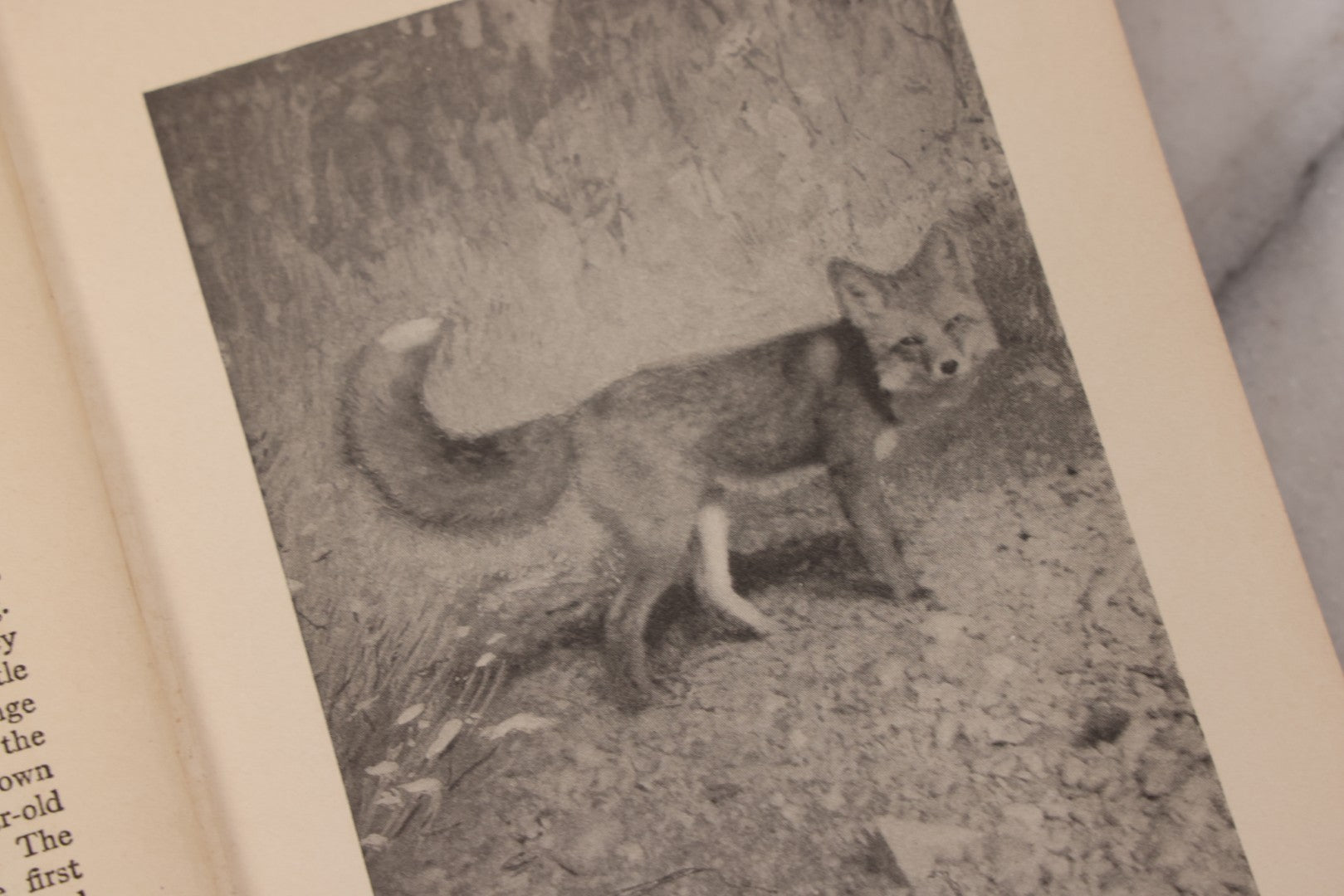 Lot 141 - "Wild Animals At Home" Antique Book By Ernest Thompson Seton, Published By Grosset & Dunlap, New York, Copyright 1913, Illustrated With Over 150 Sketches And Photographs By The Author