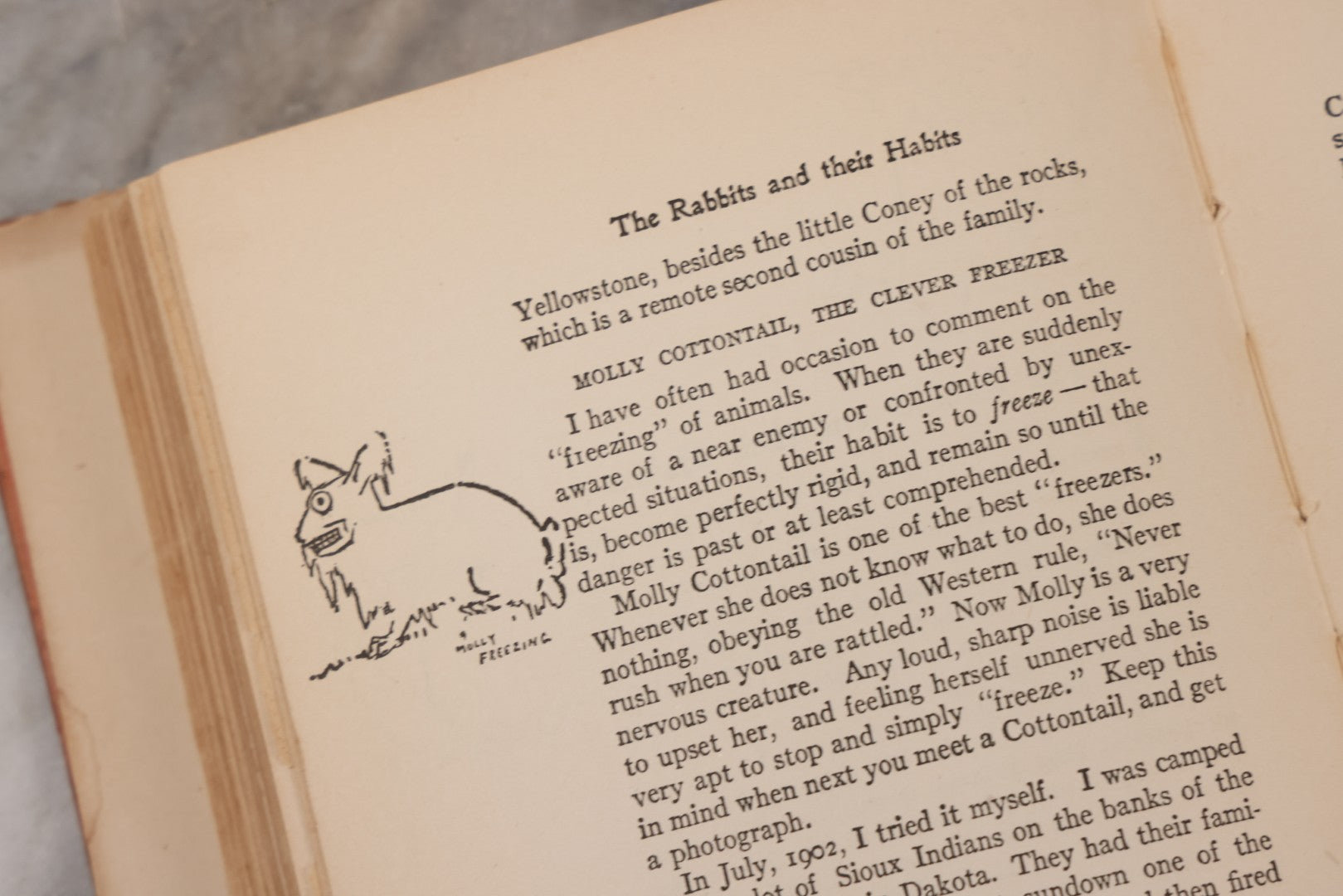 Lot 141 - "Wild Animals At Home" Antique Book By Ernest Thompson Seton, Published By Grosset & Dunlap, New York, Copyright 1913, Illustrated With Over 150 Sketches And Photographs By The Author