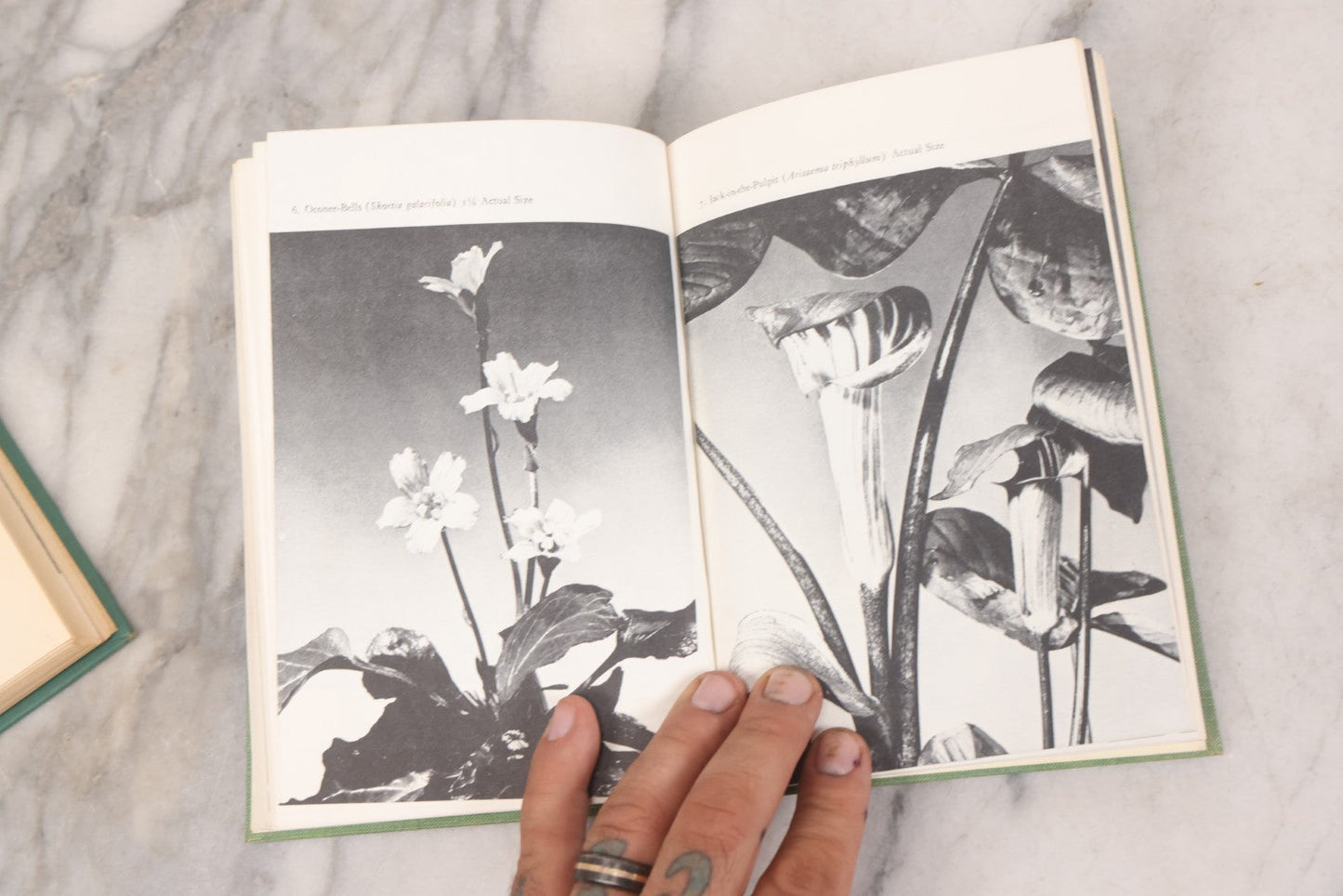 Lot 143 - Pair Of Vintage Gardening Books, "Enjoy Your House Plants" By Dorothy H. Jenkins & Helen Van Pelt Wilson, 1964 And "Wild Flowers For Your Garden" By Helen S. Hull, C. 1940s