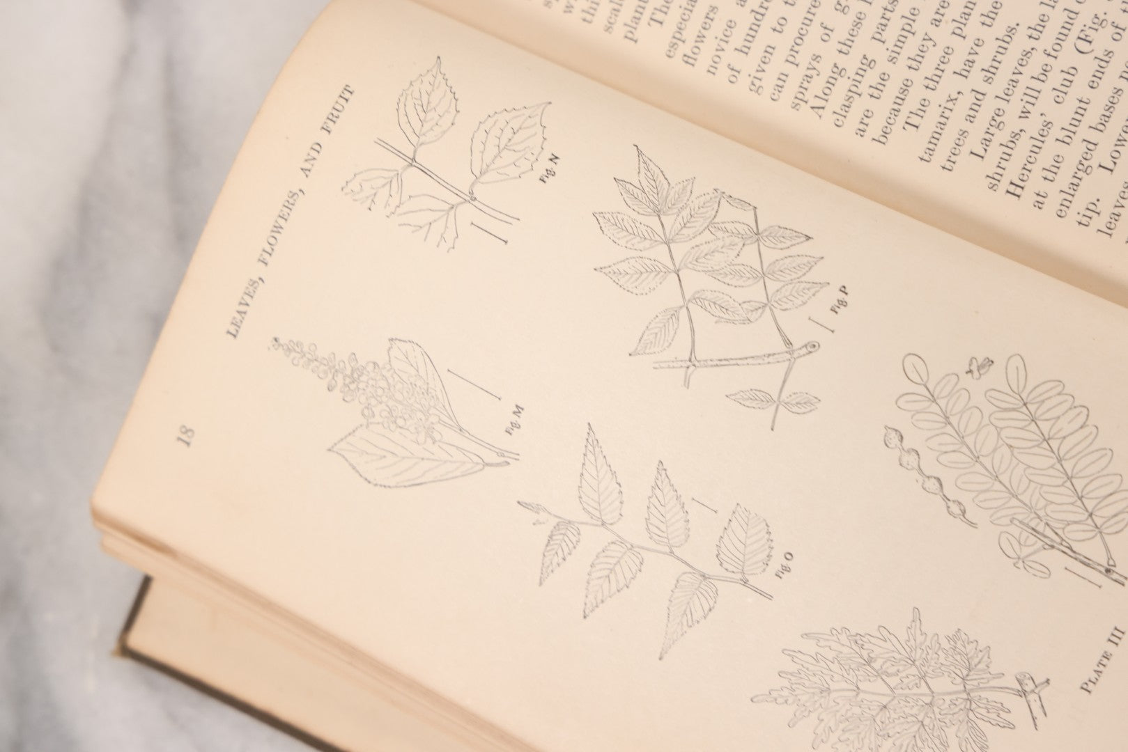 Lot 144 - "Ornamental Shrubs Of The United States (Hardy, Cultivated)" Antique Book By Austin Craig Apgar, American Book Company, New York, Cincinnati, Chicago, Copyright 1910