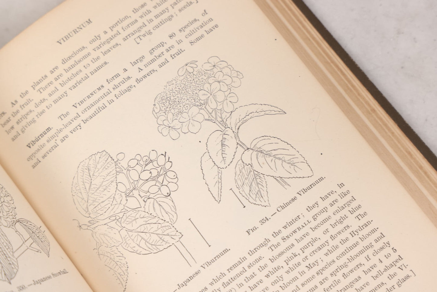 Lot 144 - "Ornamental Shrubs Of The United States (Hardy, Cultivated)" Antique Book By Austin Craig Apgar, American Book Company, New York, Cincinnati, Chicago, Copyright 1910