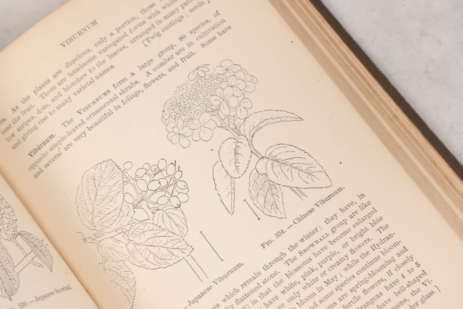 Lot 144 - "Ornamental Shrubs Of The United States (Hardy, Cultivated)" Antique Book By Austin Craig Apgar, American Book Company, New York, Cincinnati, Chicago, Copyright 1910