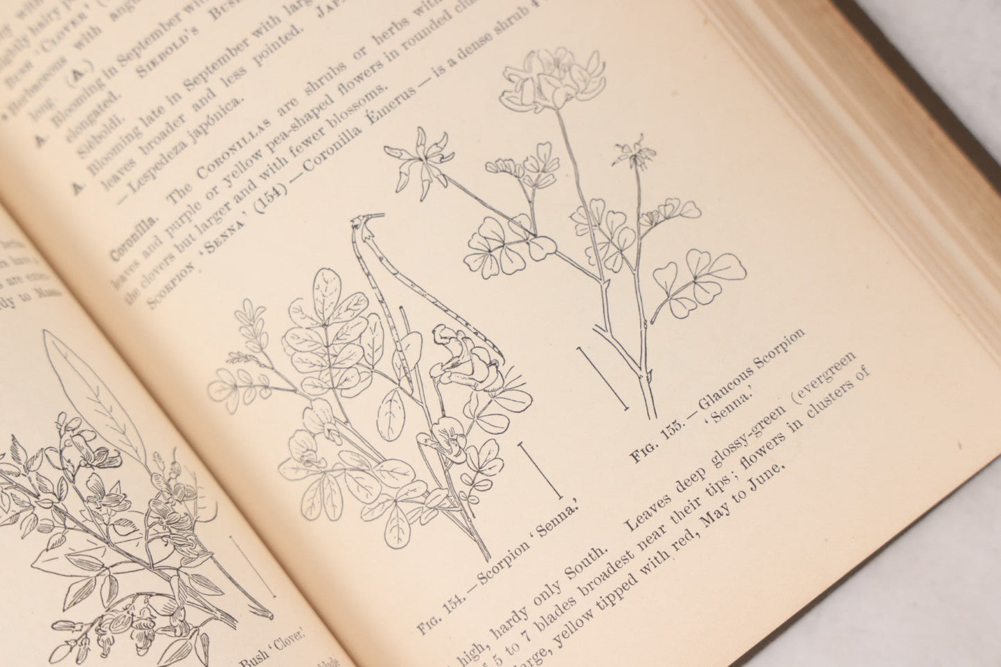 Lot 144 - "Ornamental Shrubs Of The United States (Hardy, Cultivated)" Antique Book By Austin Craig Apgar, American Book Company, New York, Cincinnati, Chicago, Copyright 1910