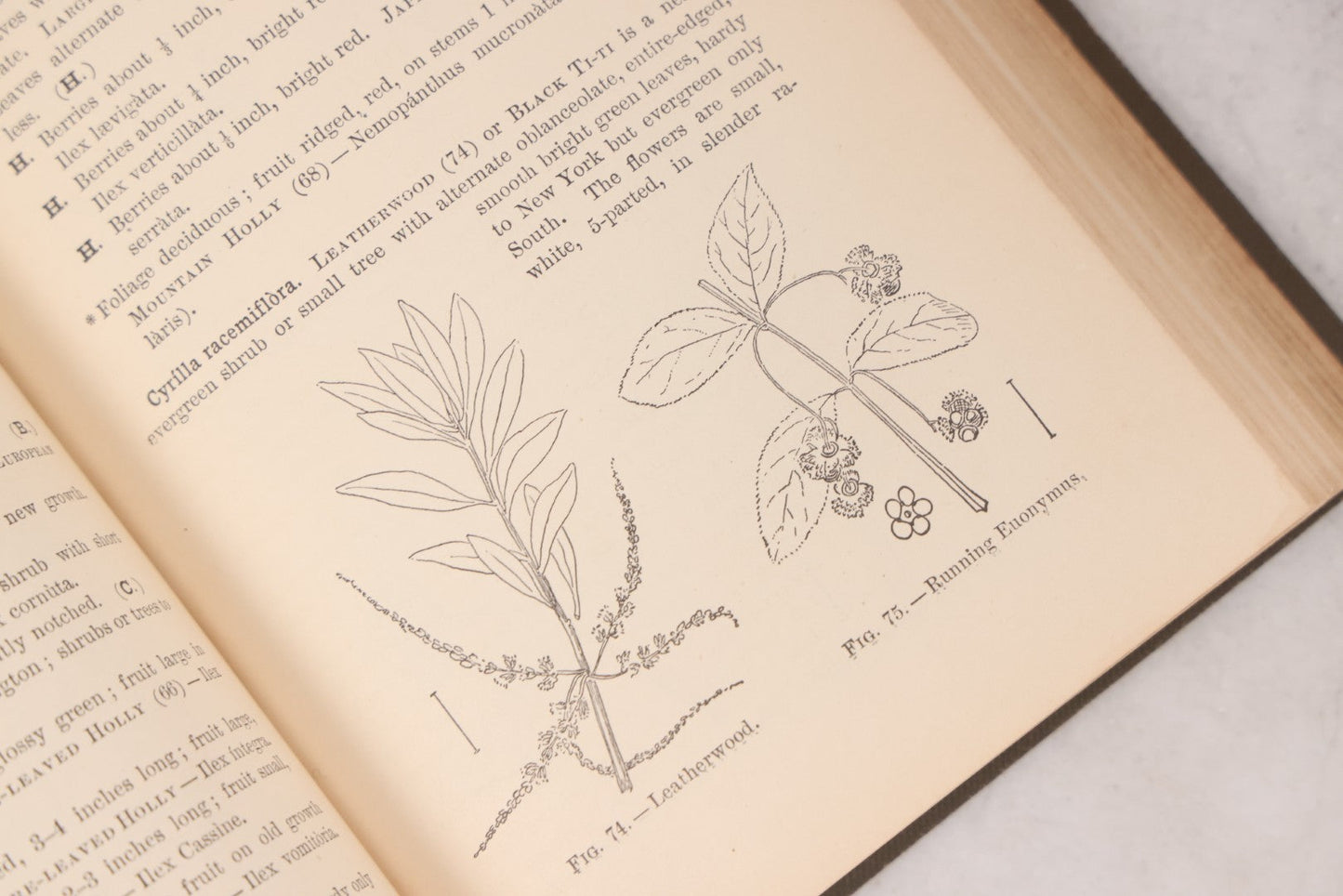 Lot 144 - "Ornamental Shrubs Of The United States (Hardy, Cultivated)" Antique Book By Austin Craig Apgar, American Book Company, New York, Cincinnati, Chicago, Copyright 1910
