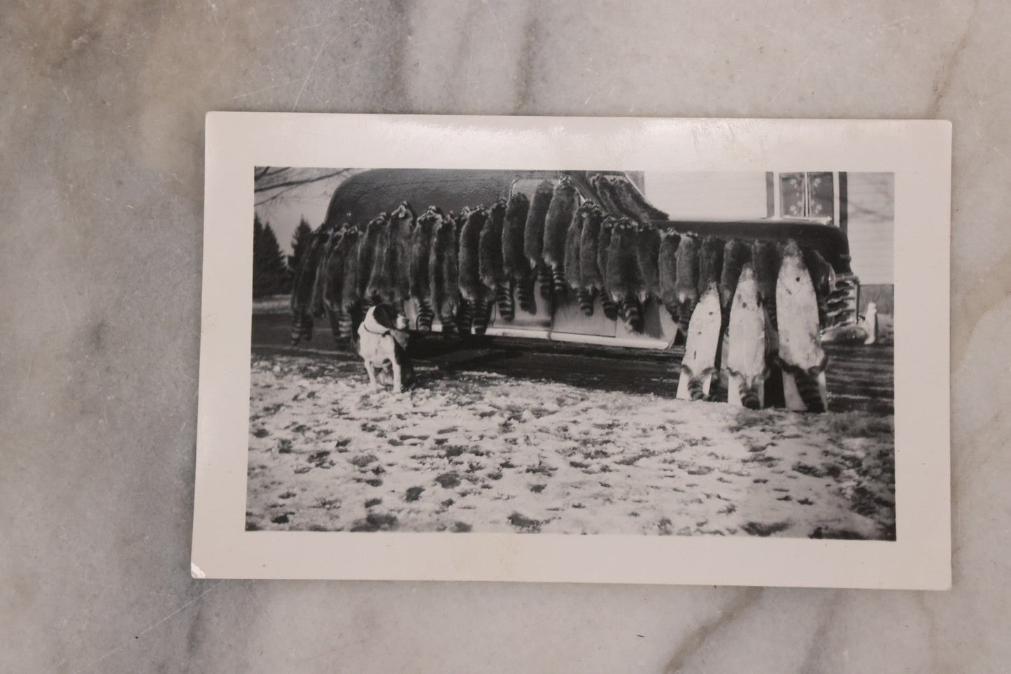 Lot 165 - Grouping Of Nine Vintage Snapshot Photographs Of Outdoorsmen, Hunters, Trappers, Fisherman, And Their Catches, Including Many Photos Of Furs, Hunting Dogs, Etc.