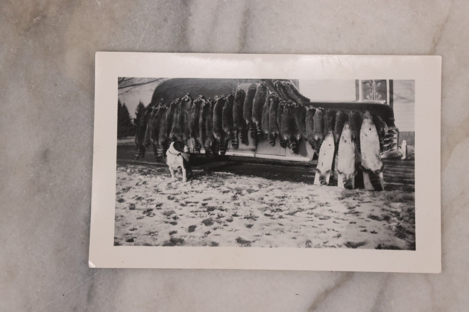 Lot 165 - Grouping Of Nine Vintage Snapshot Photographs Of Outdoorsmen, Hunters, Trappers, Fisherman, And Their Catches, Including Many Photos Of Furs, Hunting Dogs, Etc.