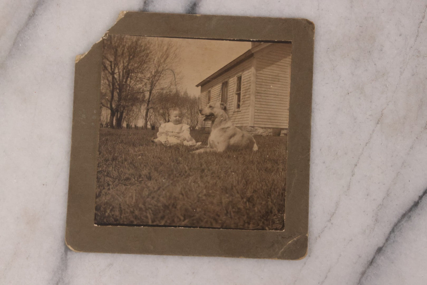 Lot 167 - Pair Of Antique Photographs Of Children And Their Dogs Including Boarded Photo Of Baby And Dog, And R.P.P.C. Of Four Children And Their Dog