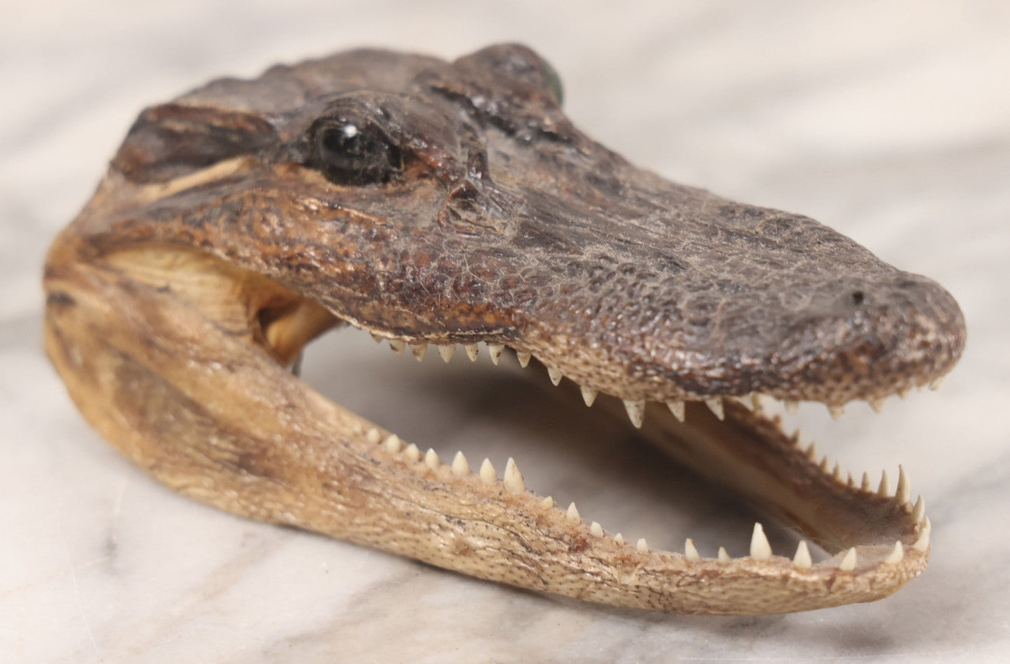 Lot 015 - Alligator Head Taxidermy With Green Glass Eyes, Juvenile Size