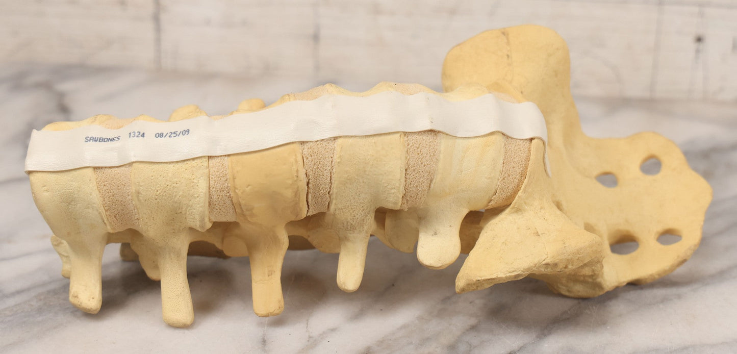Lot 018 - Modern Plastic Anatomical Model Of Vertebral Column Section, Medical Educational Model