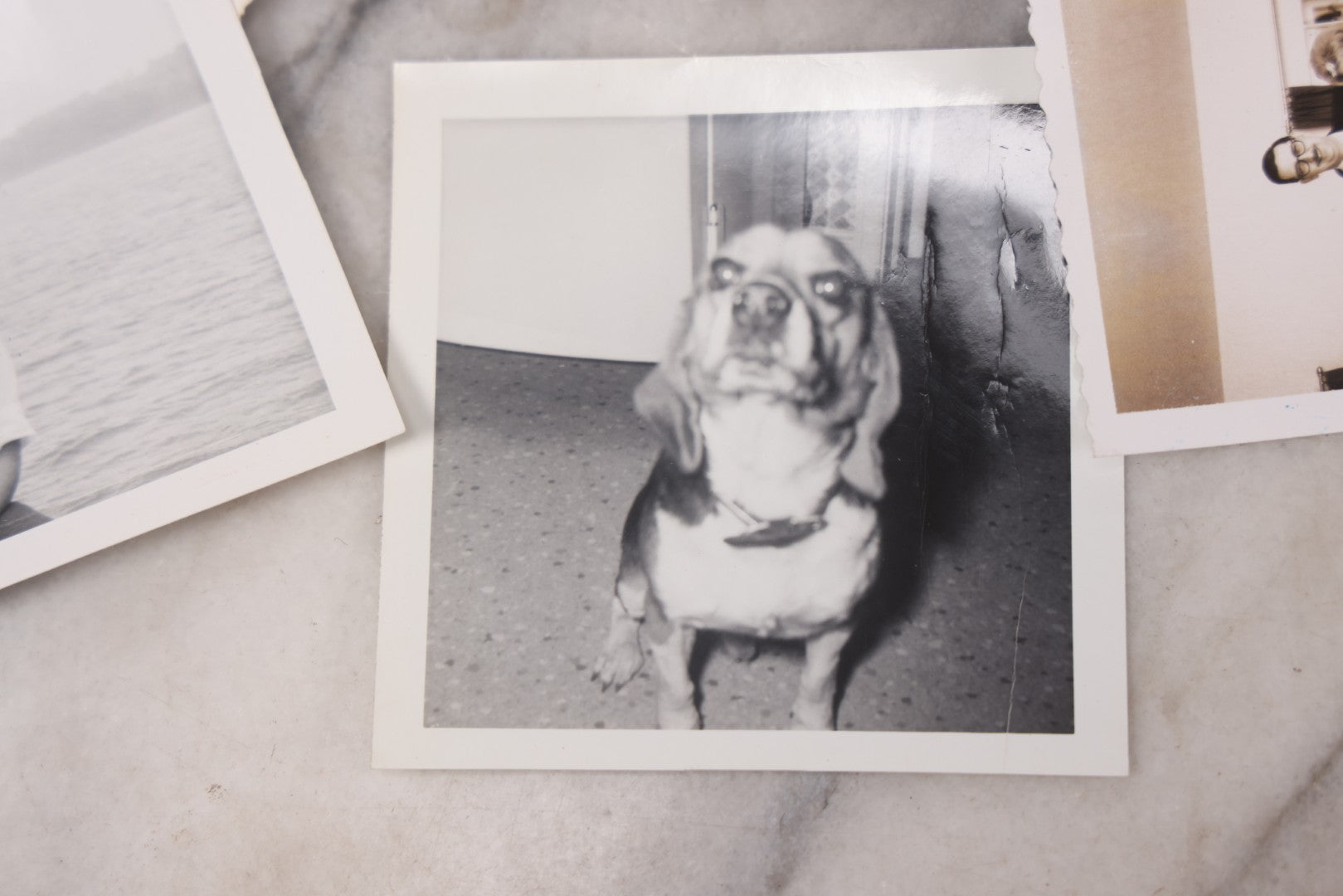Lot 103 - Grouping Of Thirteen Vintage Snapshot And Other Mixed Photographs Including Woman In Costume, M.G. Conference, Woman With Cat And Dog, Postcard Of Woman Water Skiing, Horse, Circa 1960s